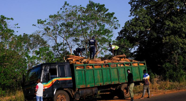 Abattage d'arbres en Guinée-Bissau