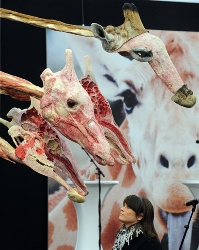 VON HAGENS GERMANY PLASTINATION