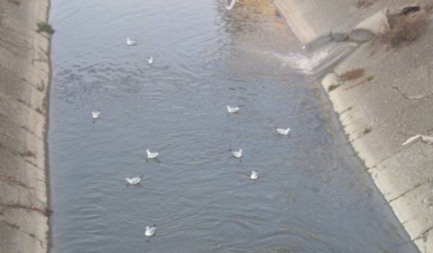 galebovi tuzla reka