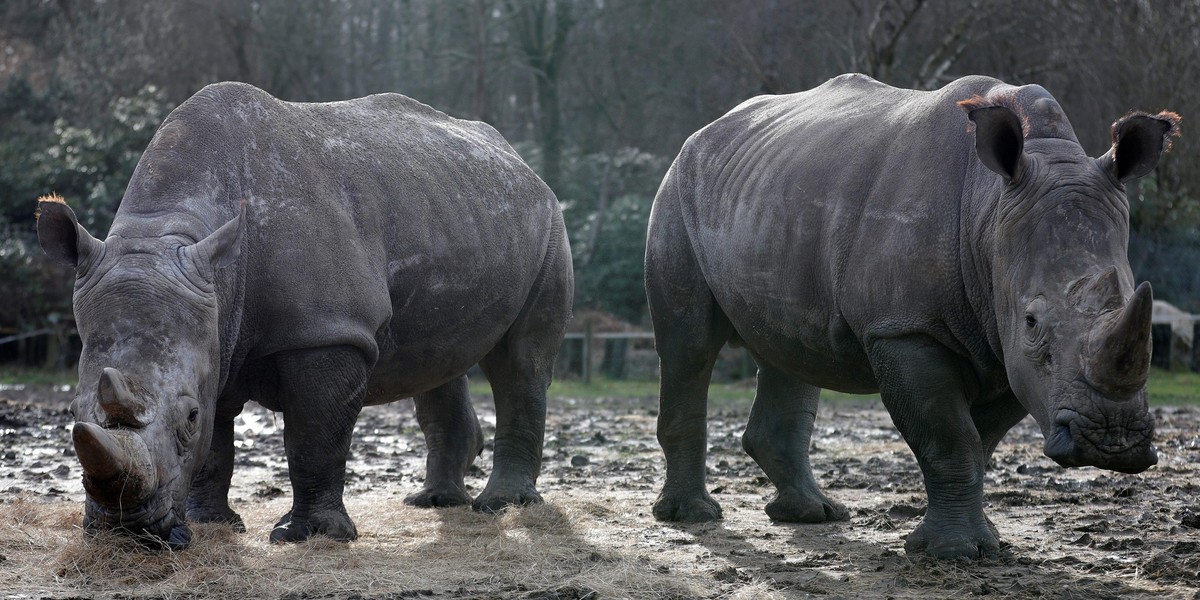 Kłusownicy zabili nosorożca w podparyskim zoo