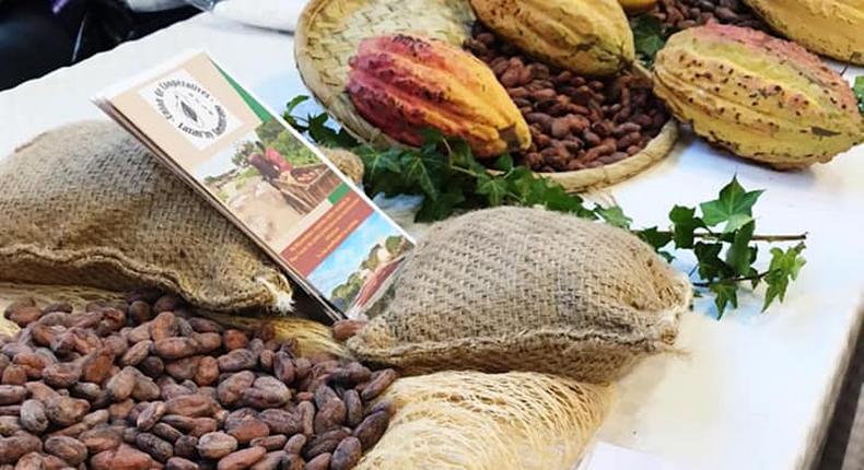 Disparité des prix du cacao : Pourquoi la Côte d'Ivoire est-elle affectée ?