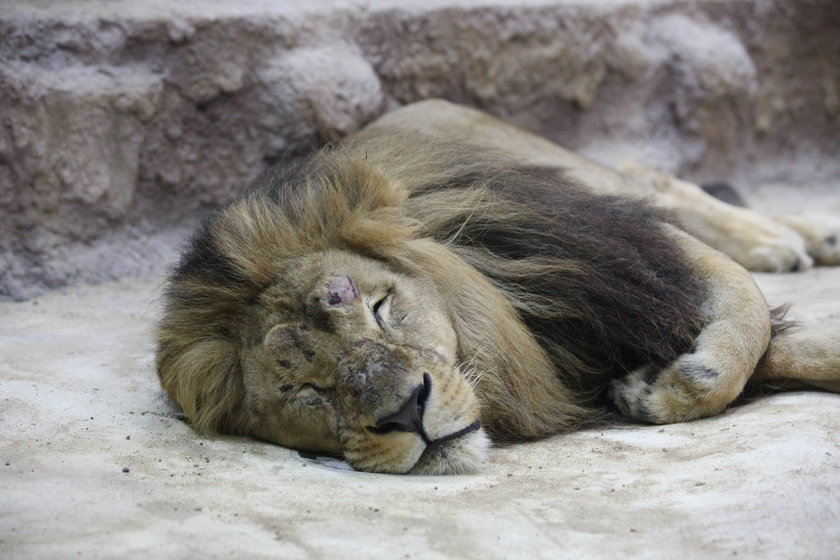 Lew pogryzł lwicę w gdańskim zoo