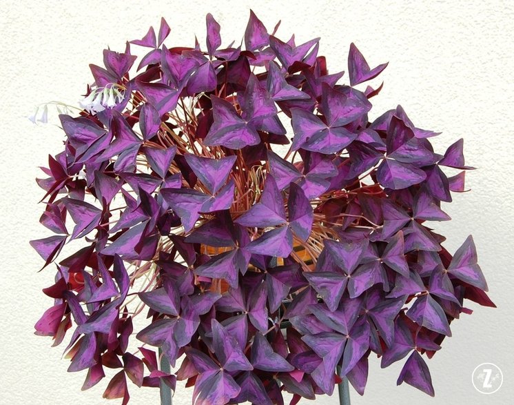 Szczawik trójkątny (Oxalis triangularis)