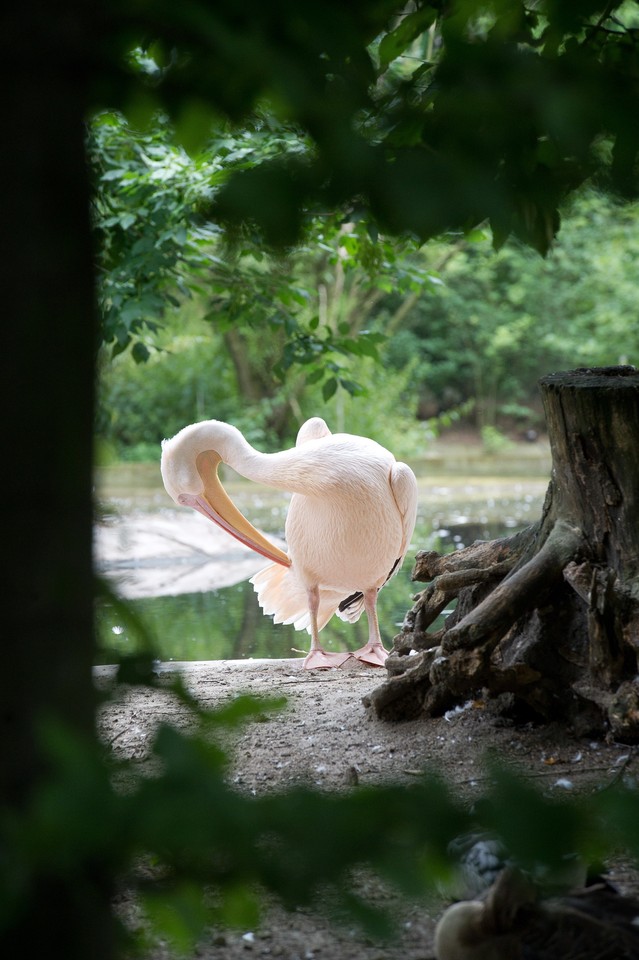 Łódzkie zoo ma nowych mieszkańców