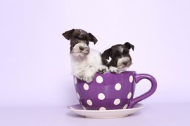 Patuljasti šnaucer je jedna od najomiljenijih malih rasa pasa – proverite zašto i zaljubite se!