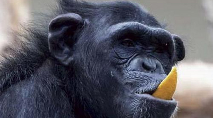 Nincs könnyű természete a csimpánzhölgyeknek