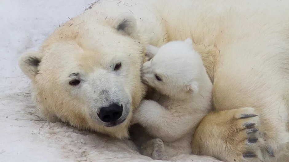 Niedźwiedzie polarne już przygrywają walkę z klimatem, fot. Shutterstock