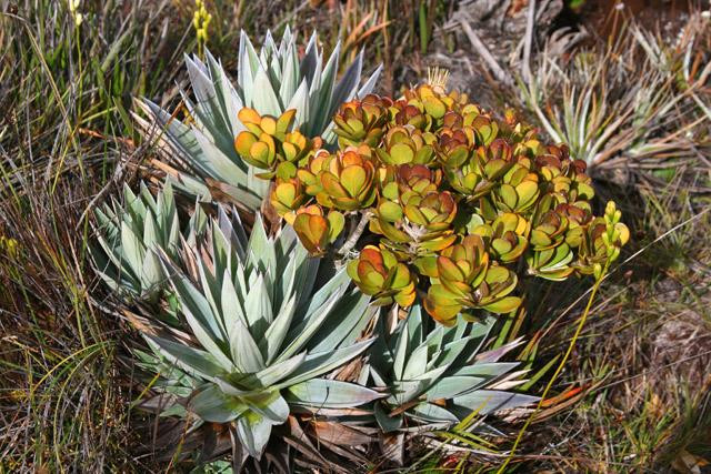 Galeria Wenezuela - Gran Sabana i Roraima, obrazek 13