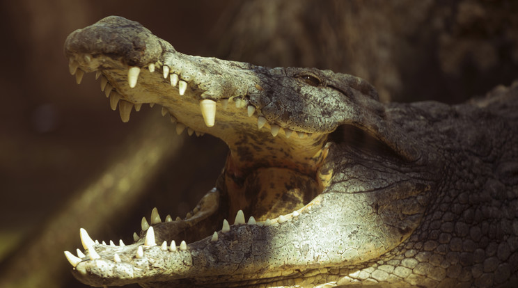 Vérengző krokodil marcangolt halálra egy tinédzsert / Fotó: Northfoto