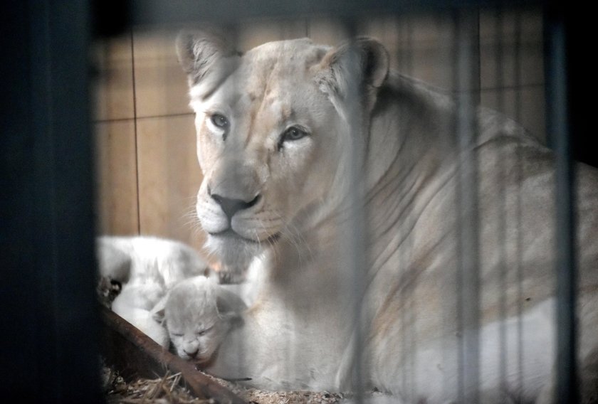 W ZOO Safari w Borysewie urodziły się cztery białe lwiątka