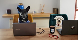 Trend animal-friendly zyskał na znaczeniu po pandemii. Teraz wkracza w nasze miejsca pracy