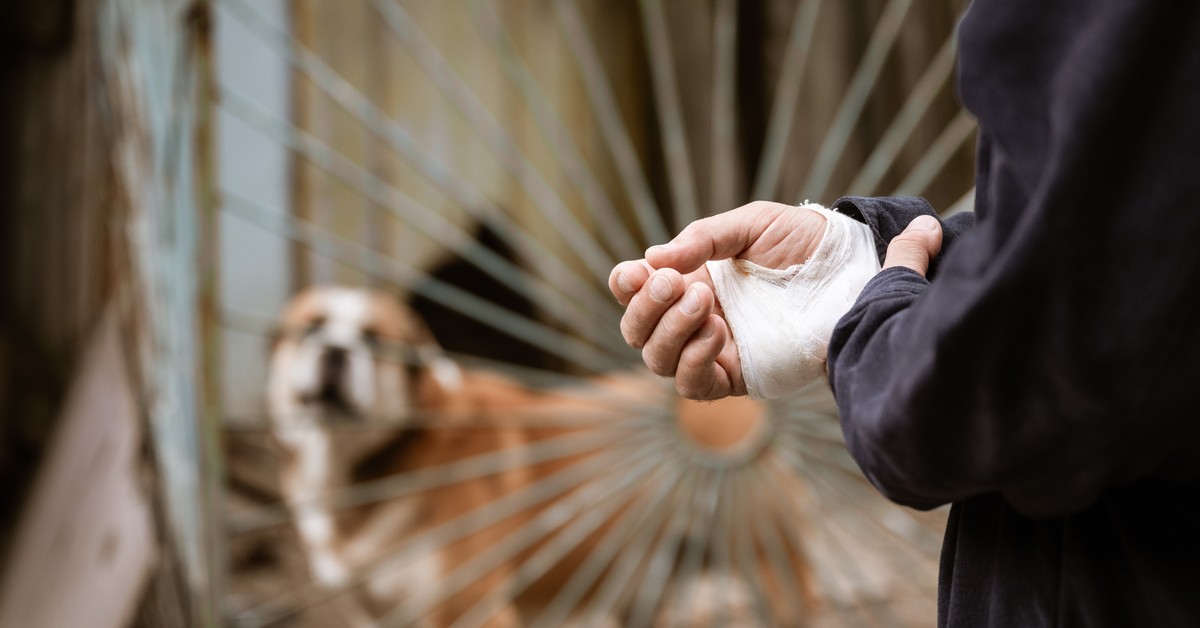 Właściciel psów z zarzutem za śmiertelne pogryzienie 46-latka. Prokuratura mówi o przewidywalnej tragedii