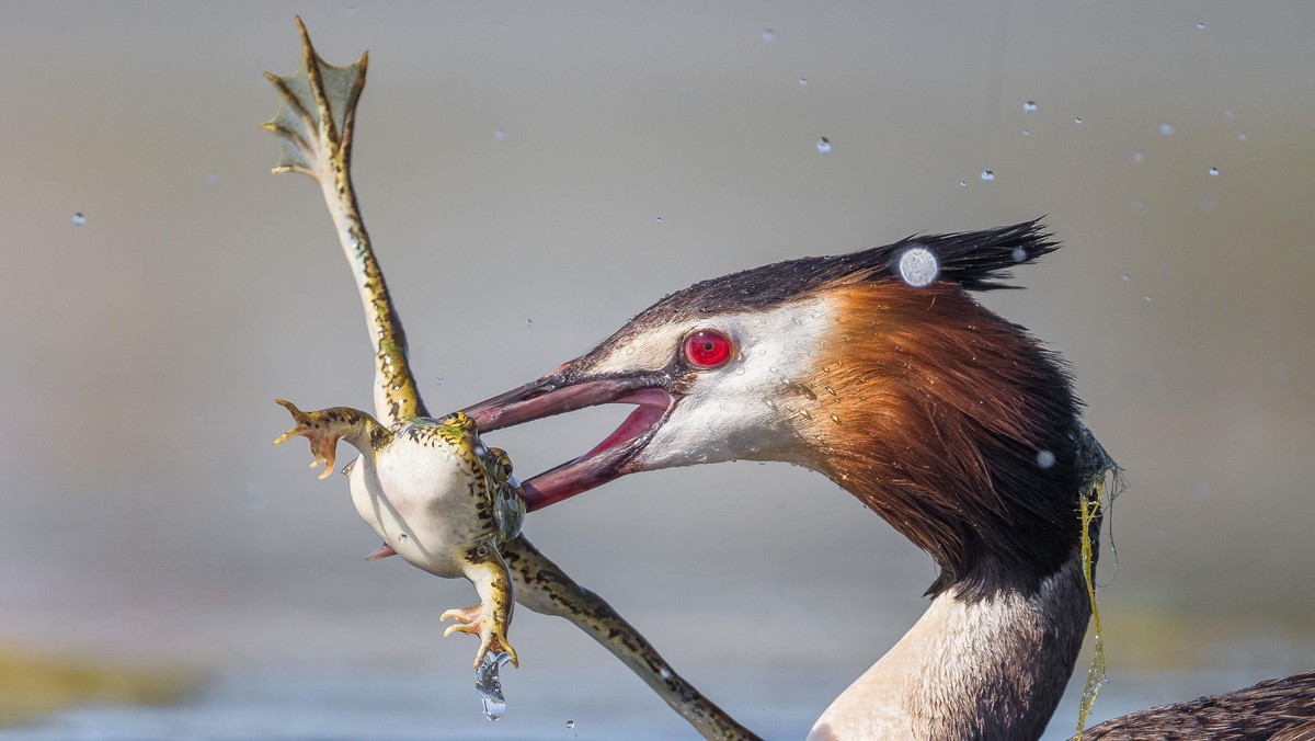 EPIC BIRD VS FROG BATTLE / EPIC BIRD VS FROG BATTLE /1610923