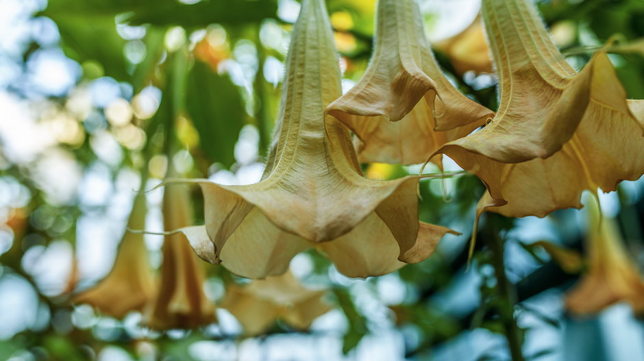 Datura to piękna roślina o efektownych kwiatach - BestPhotoStudio/stock.adobe.com