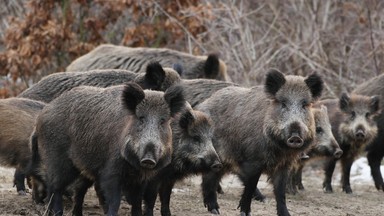 Lubuskie: 161 tys. zł odszkodowań za szkody wyrządzone przez zwierzęta chronione