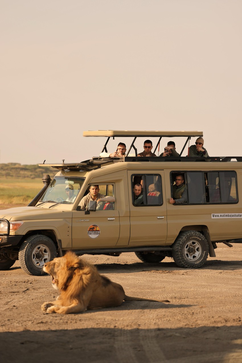 Lav i ne primećuje vozilo