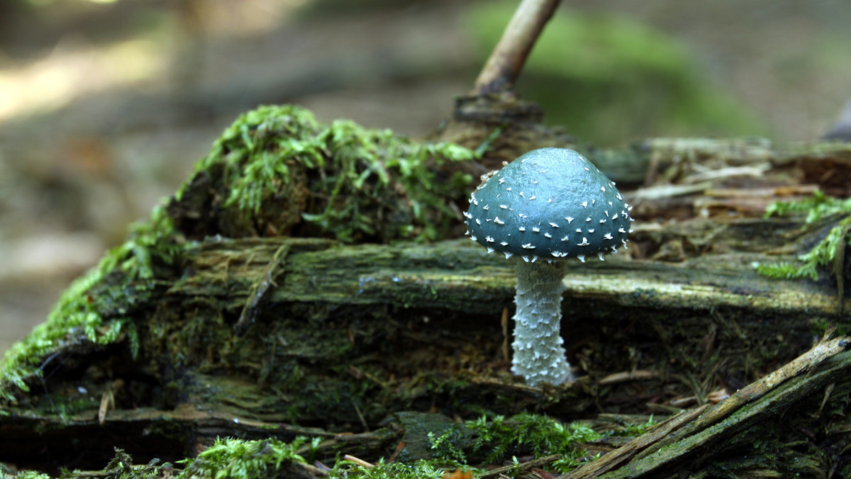 Niezwykły grzyb w polskich lasach. Ma niebieski kapelusz