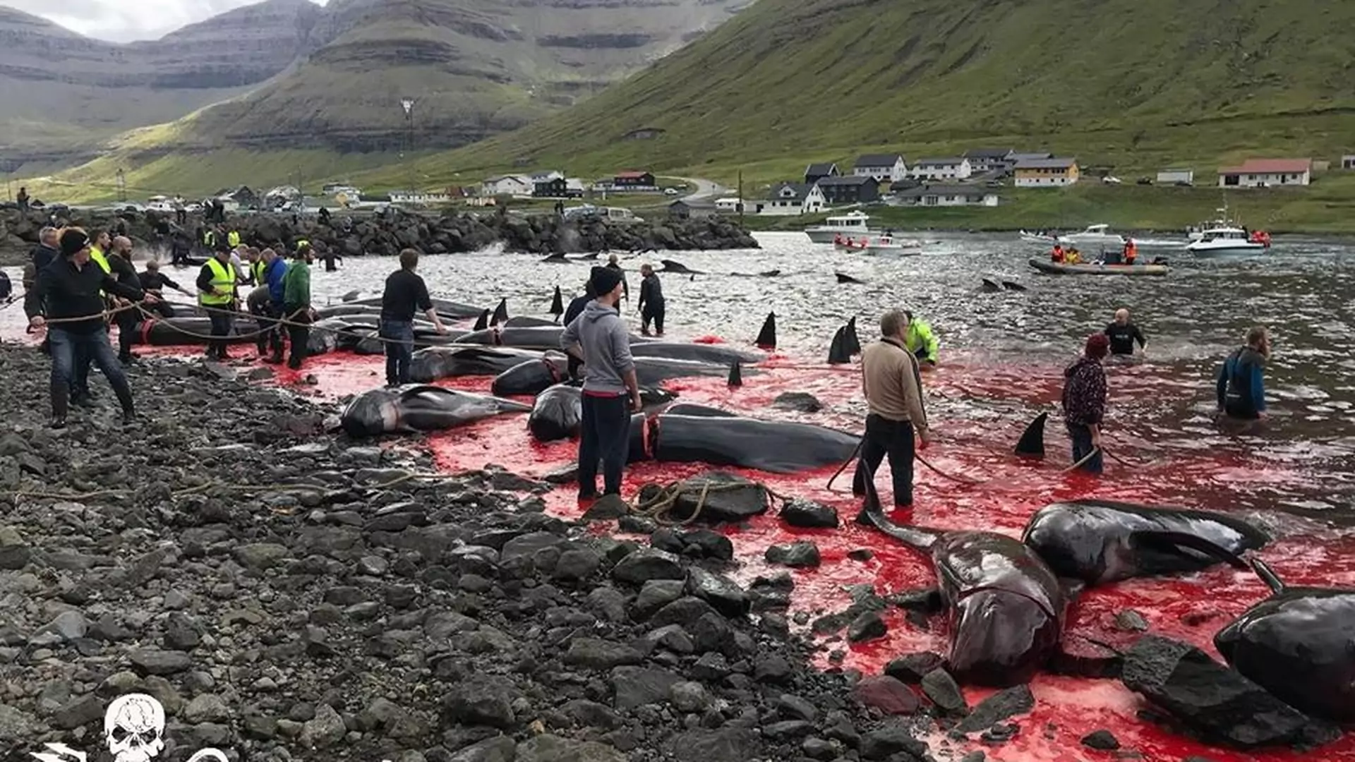 To wygląda jak rzeź. Mieszkańcy Wysp Owczych zabijają grindwale i delfiny