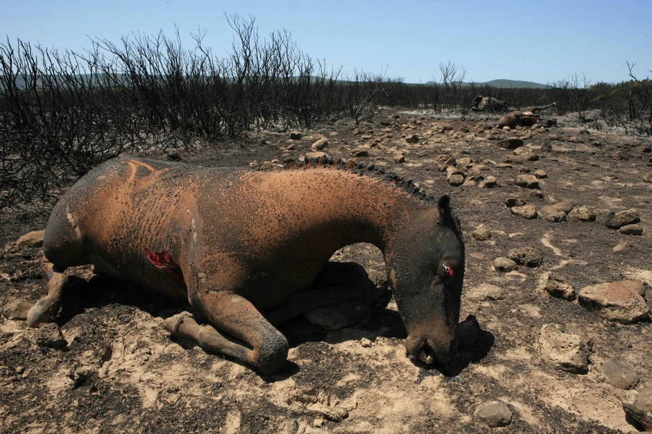 Požari na Sardiniji