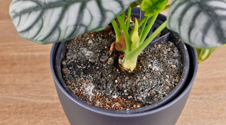 Így mentsd meg a szobanövényeidet, ha penészes a földjük Fotó: Getty Images