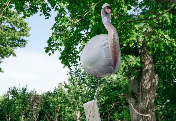 Młoda para ze Szwecji wypuściła balon z miłosnym przekazem. Łabędź dotarł aż do Polski