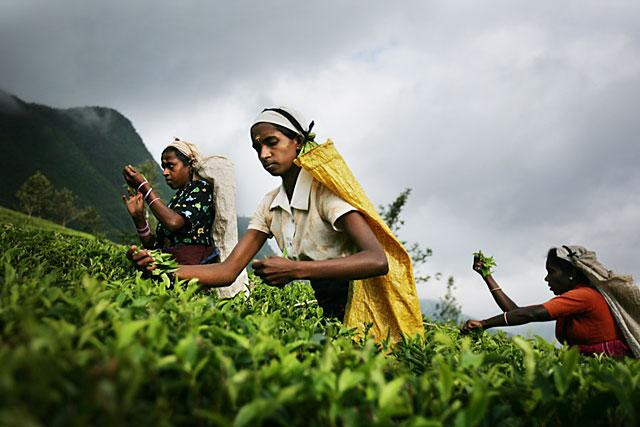 Galeria Sri Lanka - Herbacianym szlakiem, obrazek 1