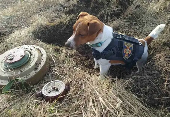 Patron węszy u pirotechników z Czernihowa. Do sieci trafił film z jego służby