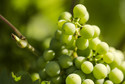 Winogrona wspomagają pracę układu pokarmowego