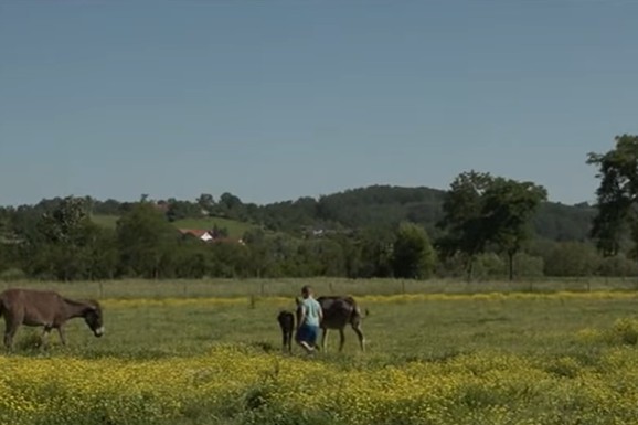 Ostali na selu i danas žive od magarećeg mleka: Potražnja je veća od proizvodnje, a porodica Gavrić ne stiže da ispuni sve narudžbine (VIDEO)