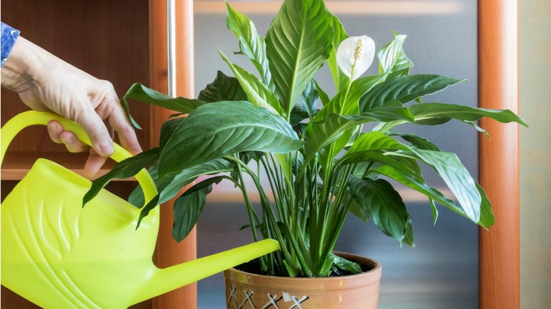 Skrzydłokwiat to jedna z roślin, które wymagają odpowiedniego podlewania