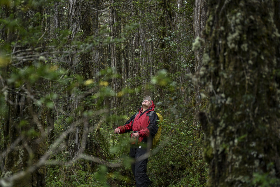 "Pradziadek" w Parku Narodowym Alerce Costero, Chile - prawdopodobnie najstarsze drzewo świata 
