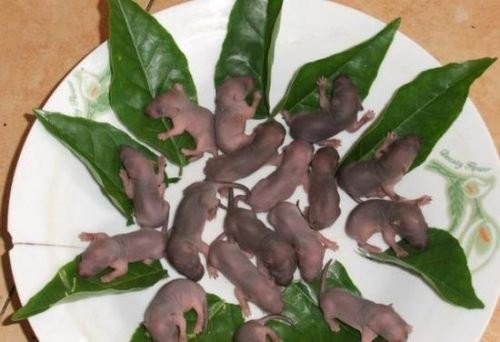 In China, baby mice are a delicacy [Quora]