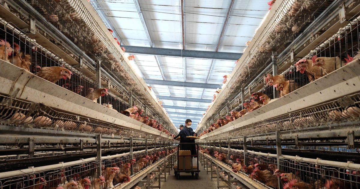 Chinese $900 million poultry deal faces setback in Nigeria as farmers push back