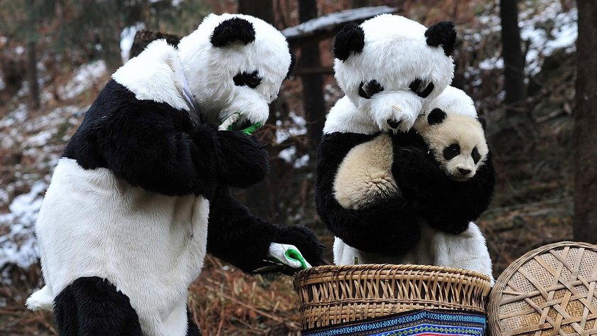 Przedszkole dla pand w Chengdu. Najsłodsze miejsce na świecie!