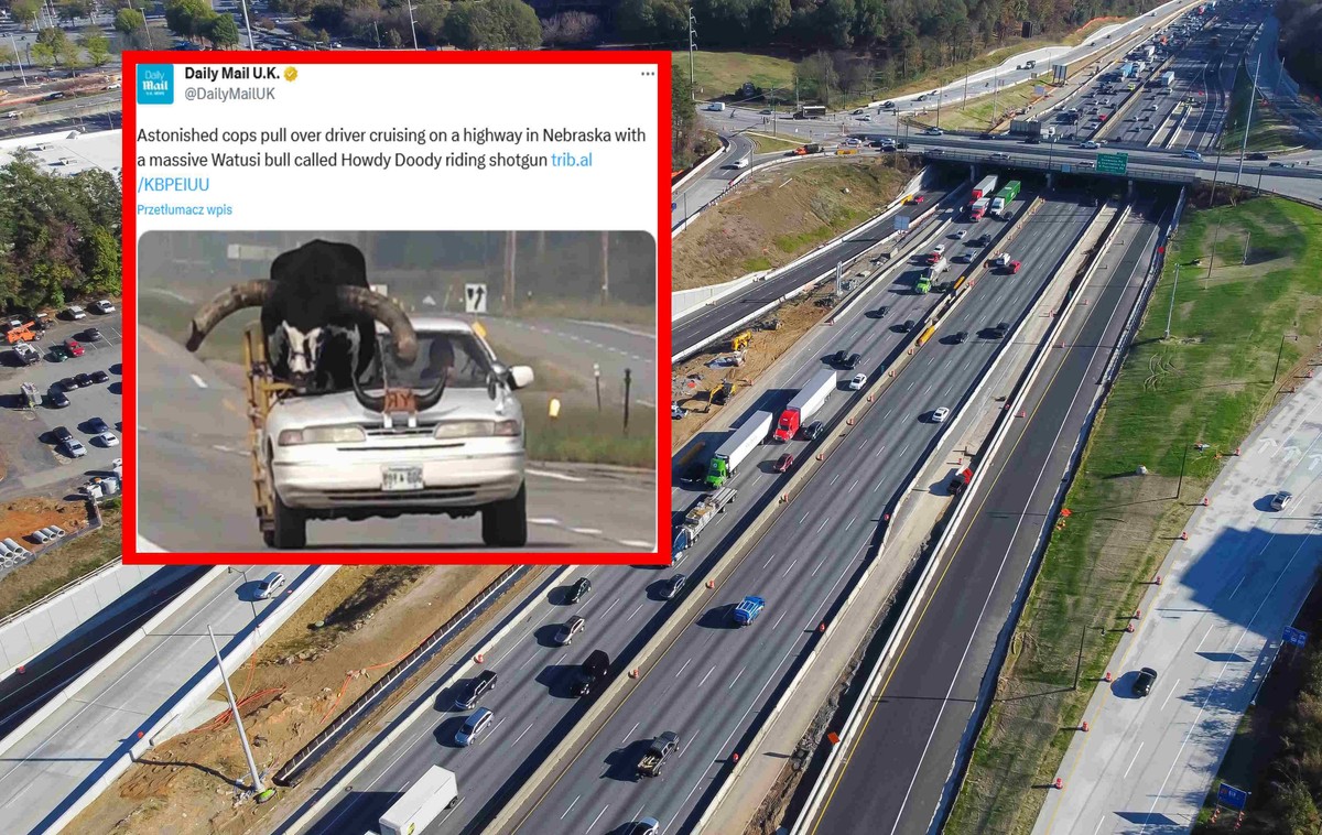 Przewoził byka samochodem osobowym