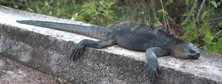 Wyspa Galapagos