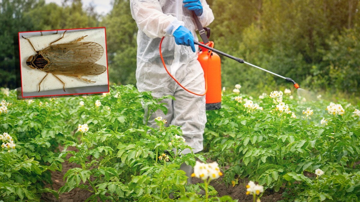 Inwazja niczym z filmu "Obcy". To zwierzę zagraża bezpieczeństwu żywnościowemu Niemiec