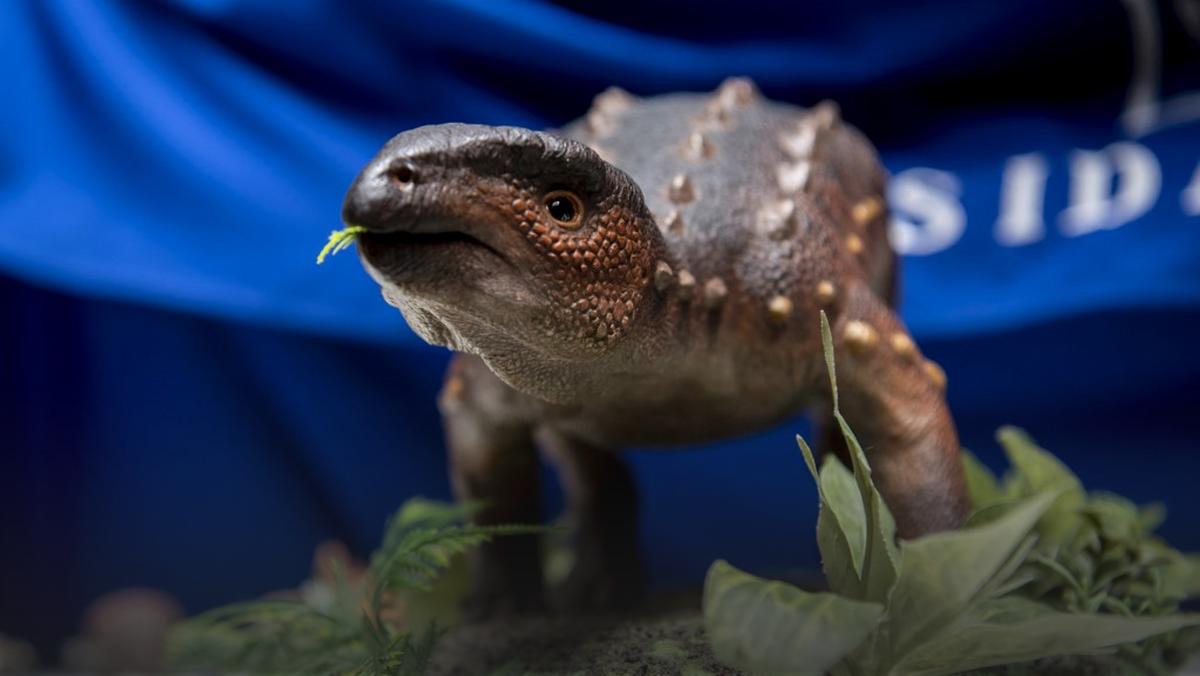 Chile. Odkryto nowego pancernego dinozaura z uzbrojonym ogonem