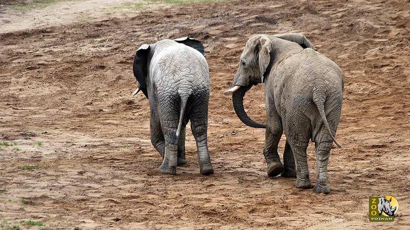 Słoń Yzik opuści poznańskie ZOO. Trafi do Włoch