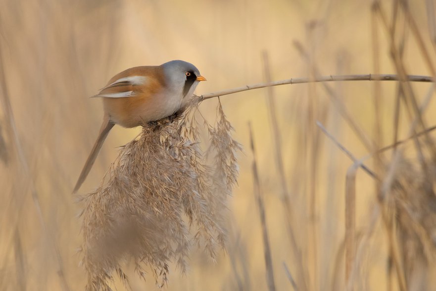 Wąsatka (Panurus biarmicus)