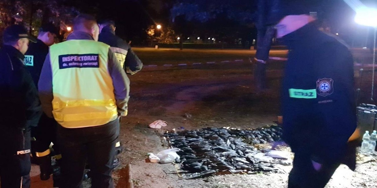 Masowa egzekucja ptaków na Mokotowie.