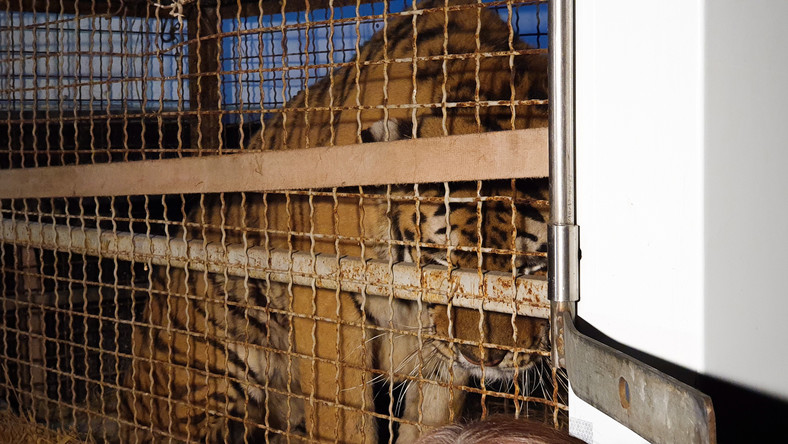 Stan czterech z siedmiu tygrysów przewiezionych do poznańskiego zoo z polsko-białoruskiego przejścia granicznego wyraźnie się poprawił. Zwierzęta pozostaną w Poznaniu przynajmniej dwa tygodnie - poinformowała rzeczniczka zoo.