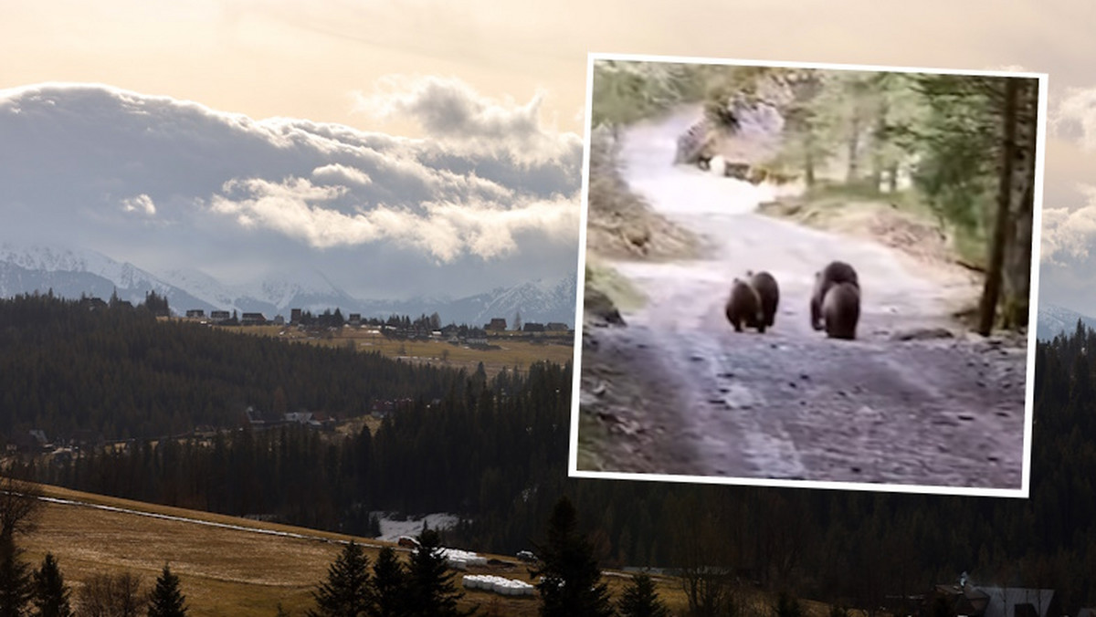 Wyścigi niedźwiedzi w Tatrach. W sieci pojawiło się nagranie