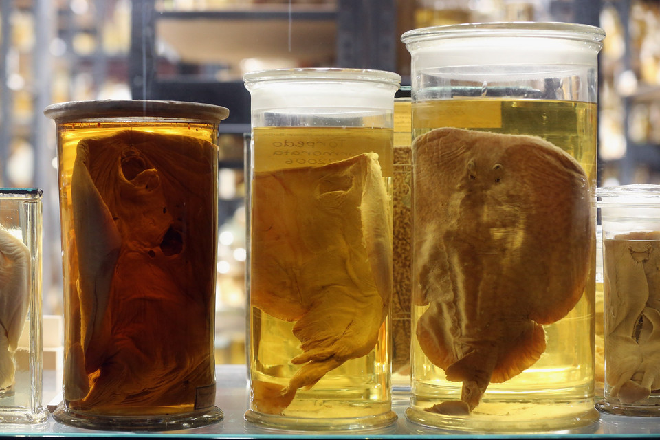 Niezwykła wystawa: milion zwierząt w słojach z alkoholem