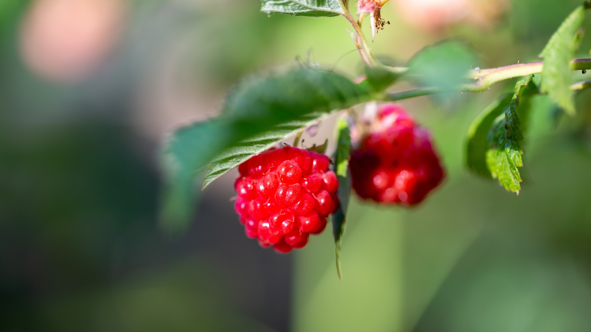 Rozmožovanie malín.