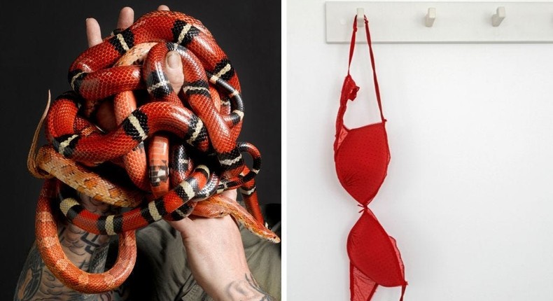A woman stuffed 5 live snakes into stockings and hid them in her bra in ...