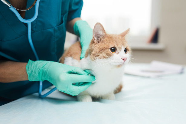 Objawy choroby u kota. Na co zwrócić uwagę?