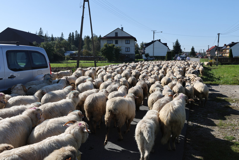 Jesienny redyk we wsi Nowa Biała, 14 bm. Po letnim wypasie na halach owce wracają do zagród.