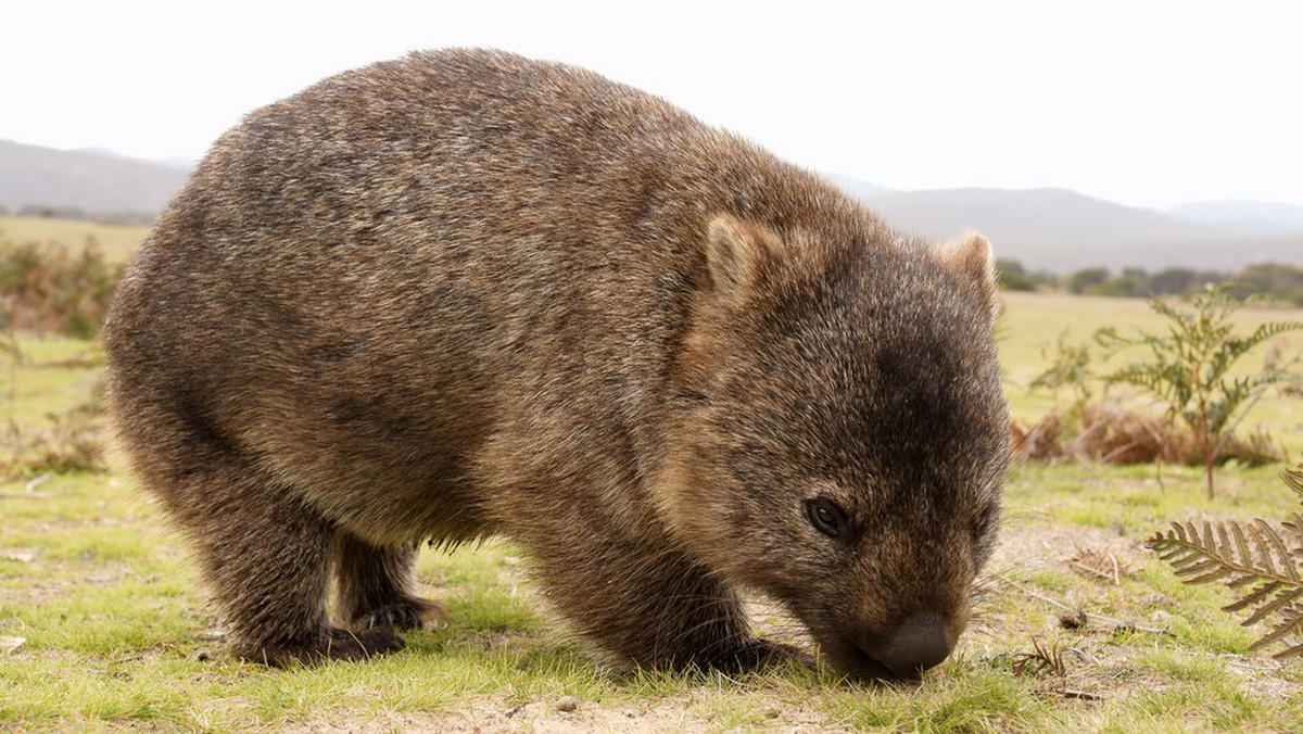 W Tasmanii para rybaków wyłowiła z jeziora... wombata! Zwierzę znajdowało się aż 250 metrów od brzegu.