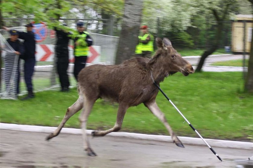 Łoś przyszedł na policję